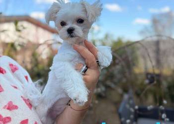 Maltańczyk mini piesek Cobi