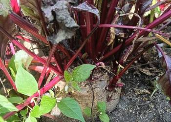 Burak ćwikłowy lub parowane