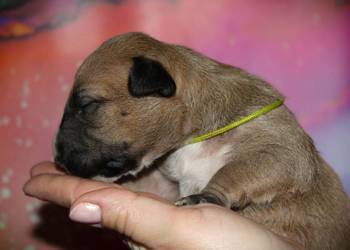 Bulterier miniaturowy Szczenięta ZKwP/ FCI