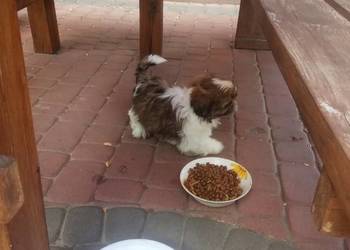 Shih TZU przepiękne wzorcowe  tricolor małej wielkości  szczeniaki