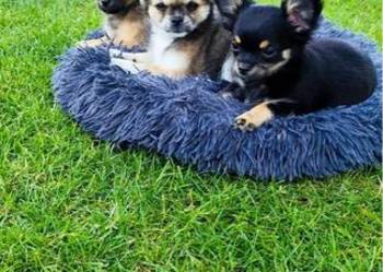 Chihuahua długowłose