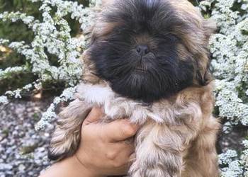 Szczeniak shihtzu