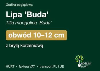 Lipa 'Buda' (Tilia mongolica) obwód 10-12 cm, z bryłą – HURT