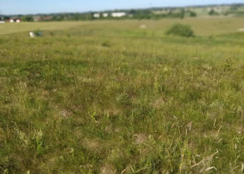 blisko do miasta i do lasu z działki