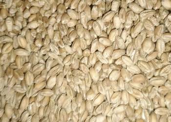 Sprzedam pszenicę czyszczoną