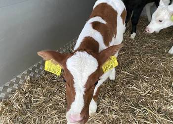 Byczki cielaki jałoszki