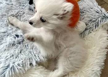 szpic miniaturowy - piesek