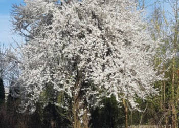 ŚLIWA WIŚNIOWA AŁYCZA Prunus marybolana NASIONA 200 sztuk - 100g. ŚLIWA WIŚNIOWA AŁYCZA Prunus marybolana NASIONA 200 sztuk - 100g.