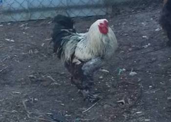 Sprzedam kury kogut brahma