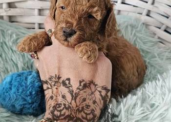 Pudel Toy/Miniatura Badania Genetyczne PASZPORT!