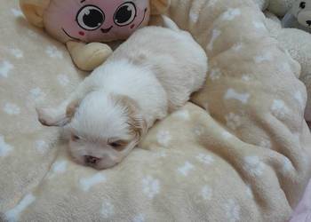 Szczeniak Shih-Tzu