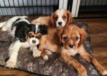 Cavalier king chals spaniel