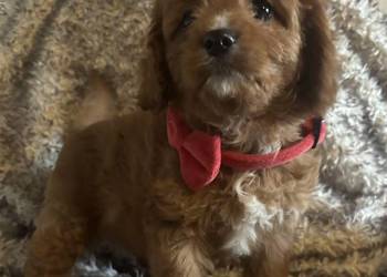 Malutkie Cavapoo szczeniaki piękne po małych rodzicach