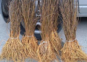 Morwa czarna białą wysyłka