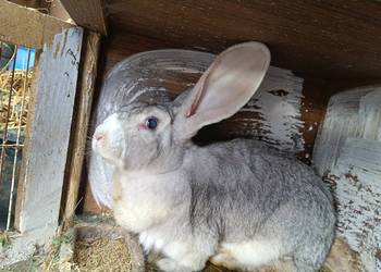 Królik duży na zabicie