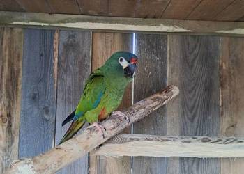 Sprzedam Arę Marokane