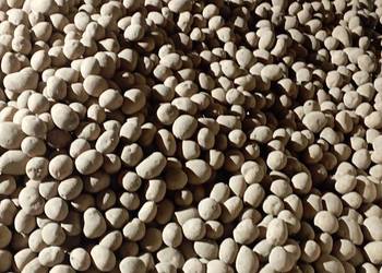 ZIEMNIAKI* odm. Gala Prosto od Rolnika : Jadalne + SADZENIAKI pak. po 15