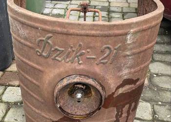 Dzik 21
