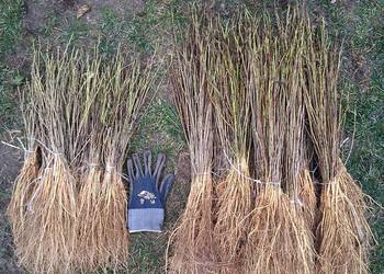 Sadzonki morwy biała czarna hibiskusa i Katalpa