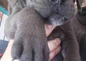 Cane corso