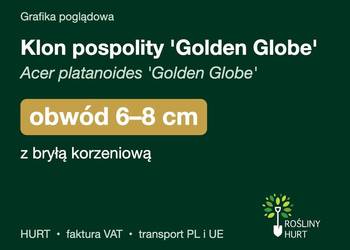 Klon pospolity 'Golden Globe' obwód 6-8 cm, z bryłą – HURT
