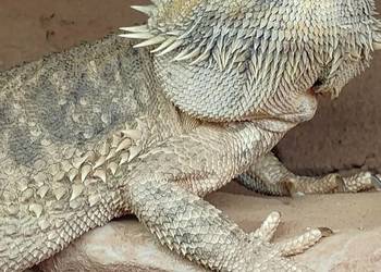 Agama brodata z terrarium