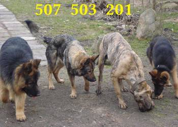 Szkolenie PSÓW hodowla i Hotel dla psów