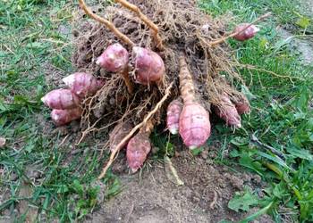 Topinambur ,słonecznik bulwiasty