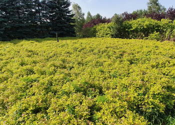 Tawuła japońska Goldmound, Gold Mound, żółta w donicach.