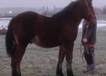 Źrebak zimnokrwisty sztum