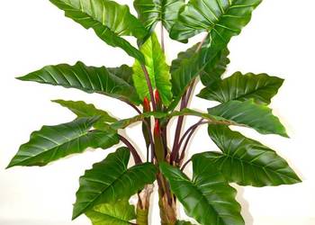 Sztuczna Alokazja 1.7m Bananowiec jak żywa dużo liści wysoka jakość