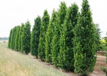 Grab 'Fastigiata' (Carpinus betulus) obwód 10-12 cm, z gruntu