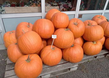 Dynie jadalne, ozdobne i halloween