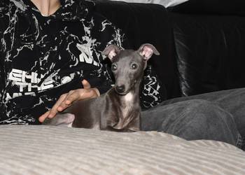 Charcik włoski - suczka ZKwP( FCI)