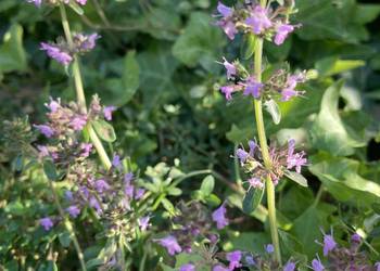 Macierzanka piaskowa pachnąca miododajna