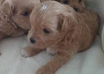 Szczenięta Maltipoo