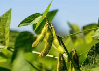 Materiał siewny Soja Amiata 1js - 150.000 nasion