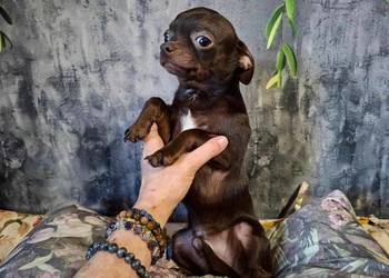 Cudny piesek Chihuahua gorzka czekolada. Rodowód 4 pokoleniowy