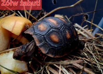 Sprzedam: żółwie żabuti oraz żółwie pustynne, piękne maluchy z dokumentami Rybnik