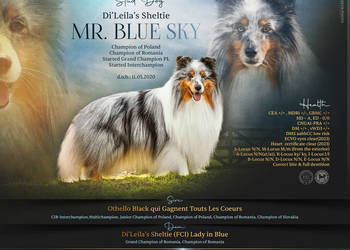 Owczarek szetlandzki hod.Di'Leila's Sheltie szczenięta