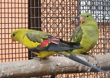 Papugi górskie para.