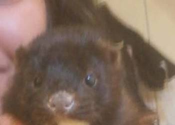 Sprzedam oswojoną Norkę Amerykanska