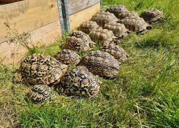 Żółwie Pustynne oraz Lamparcie duże okazy