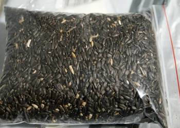 Słonecznik czarny Karma Ziarno Dla Ptaków 10 KG