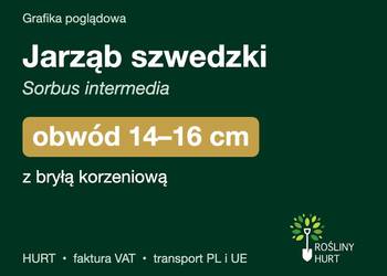 Jarząb szwedzki (Sorbus intermedia) obwód 14-16 cm, z bryłą – HURT