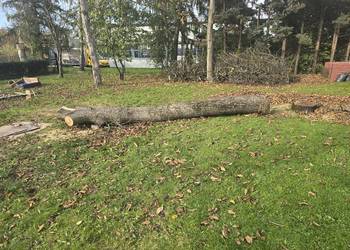 Ścięte drzewo orzecha wloskiego Ścięte drzewo orzecha wloskiego