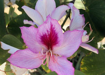 BAUHINIA ZMIENNA Bauhinia variegata NASIONA 30 sztuk - 10g.