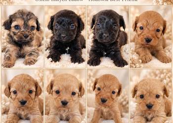 Cavapoo f1b szczenięta