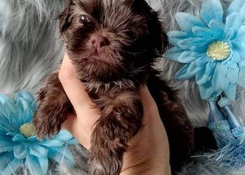 Śliczny piesek czekoladowy z białym rasy Shih-Tzu