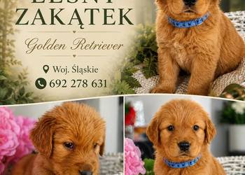 Golden retriever gotowe na nowy domek